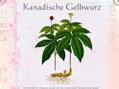 Gelbwurz kanadische